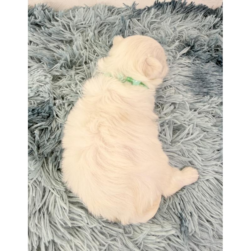 販売中の埼玉県のマルチーズ-440069の4枚目