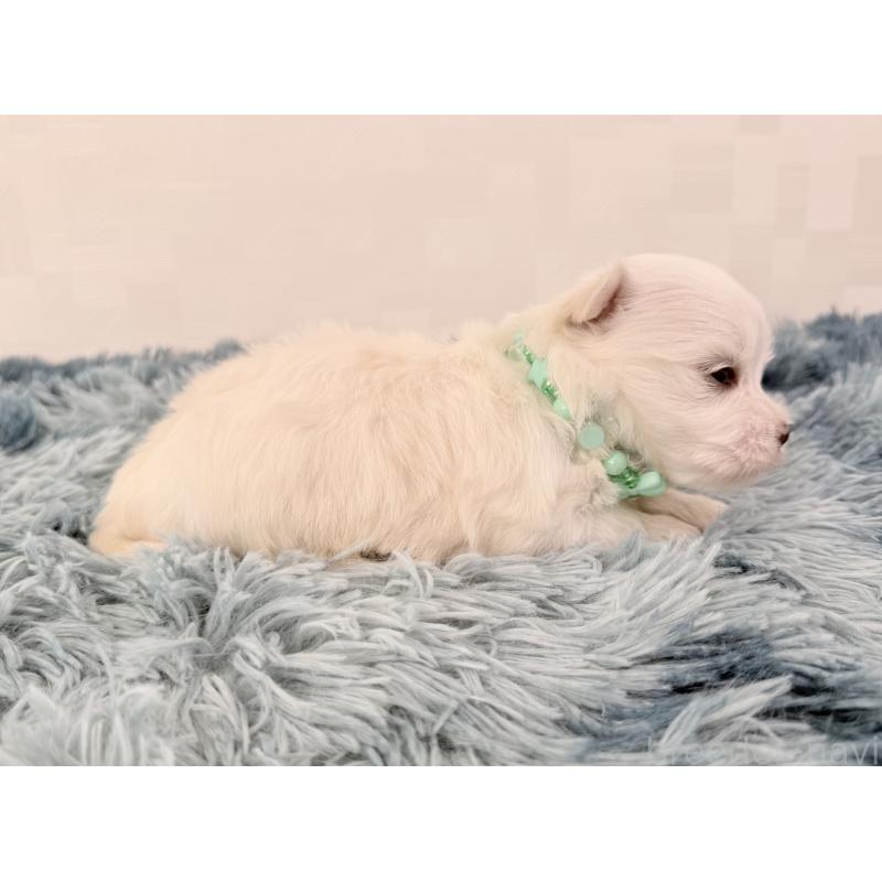 販売中の埼玉県のマルチーズ-440069の3枚目