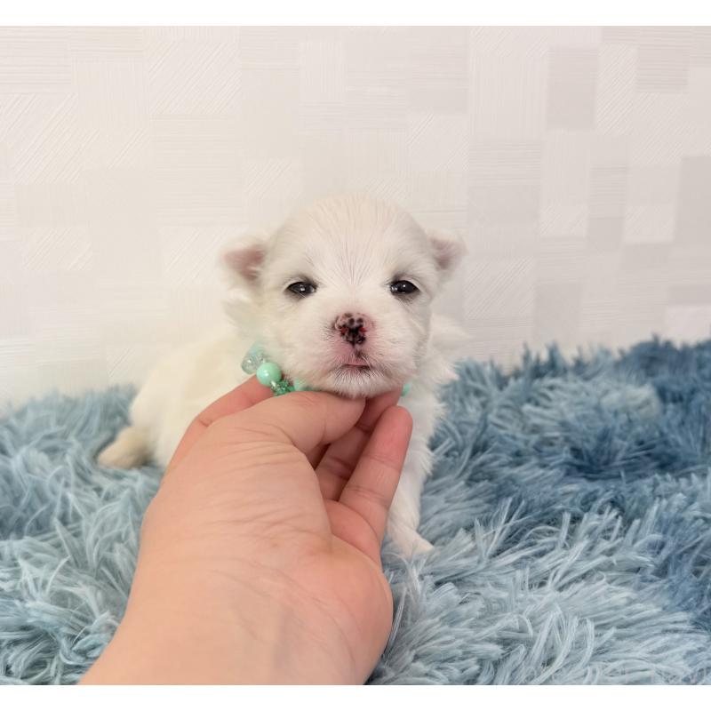 販売中の埼玉県のマルチーズ-440069の2枚目