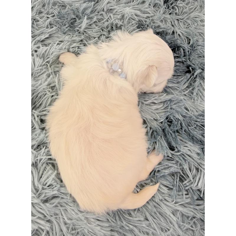 販売中の埼玉県のマルチーズ-440070の4枚目