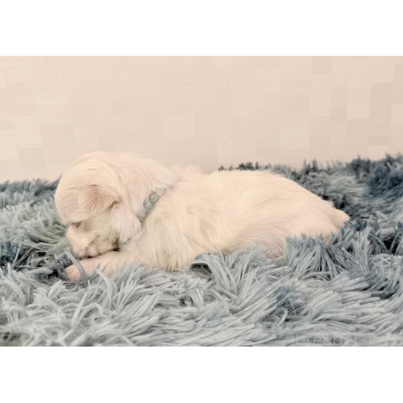 販売中の埼玉県のマルチーズ-440070の3枚目