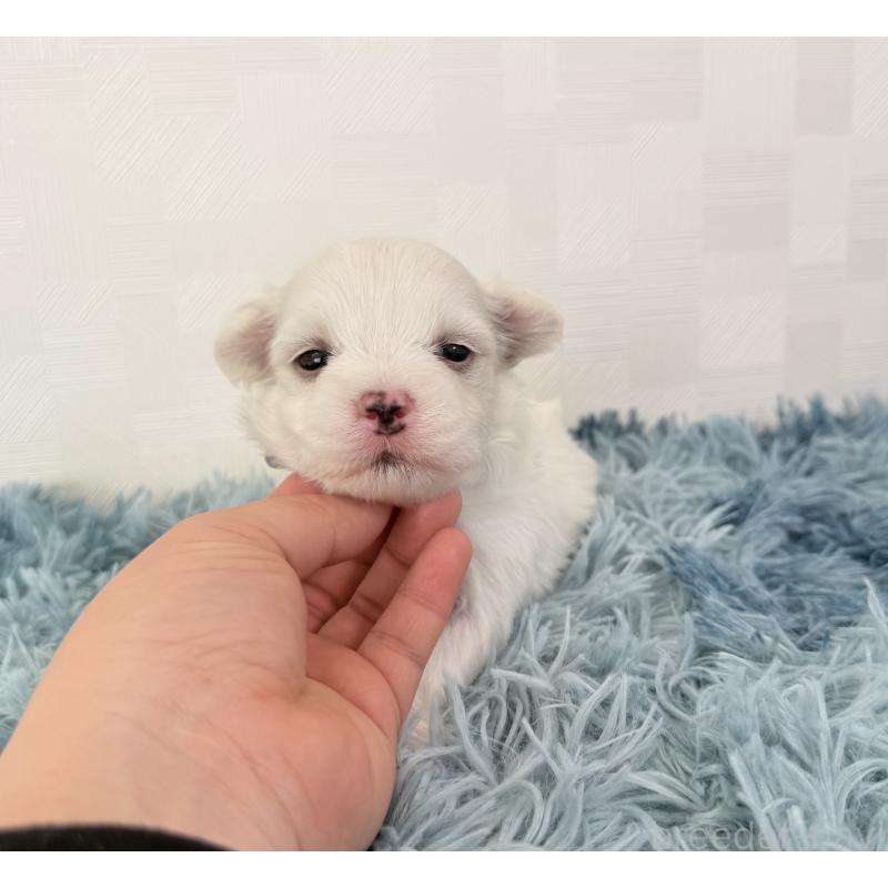 販売中の埼玉県のマルチーズ-440070の2枚目