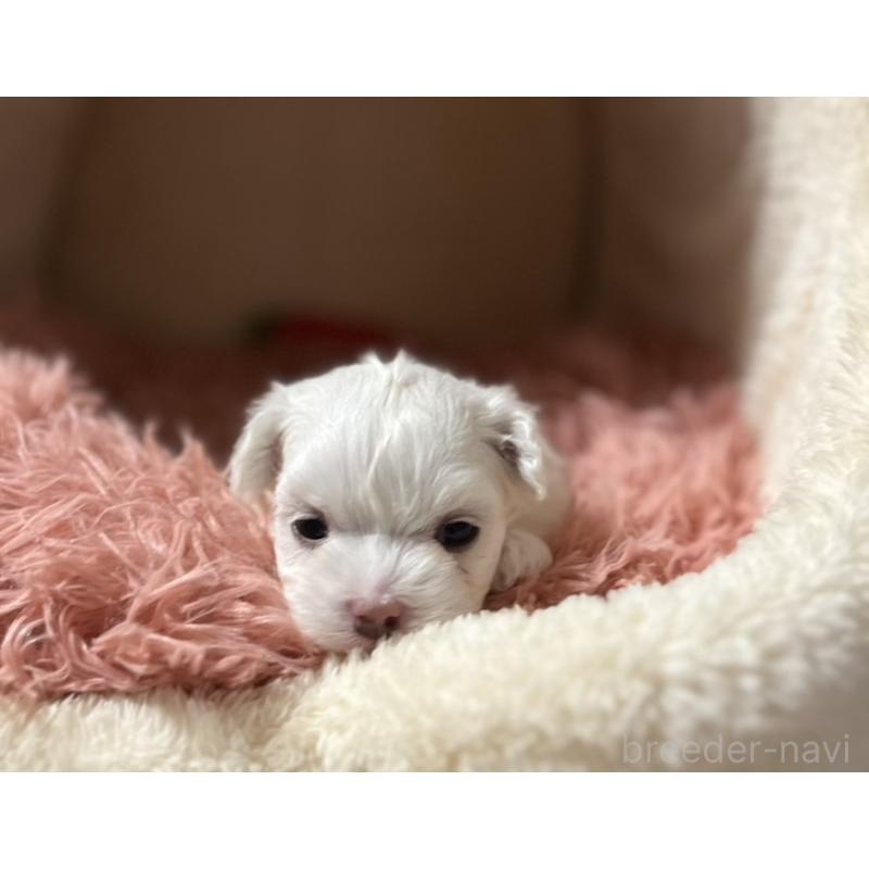 販売中の岩手県のマルチーズ-440071の5枚目