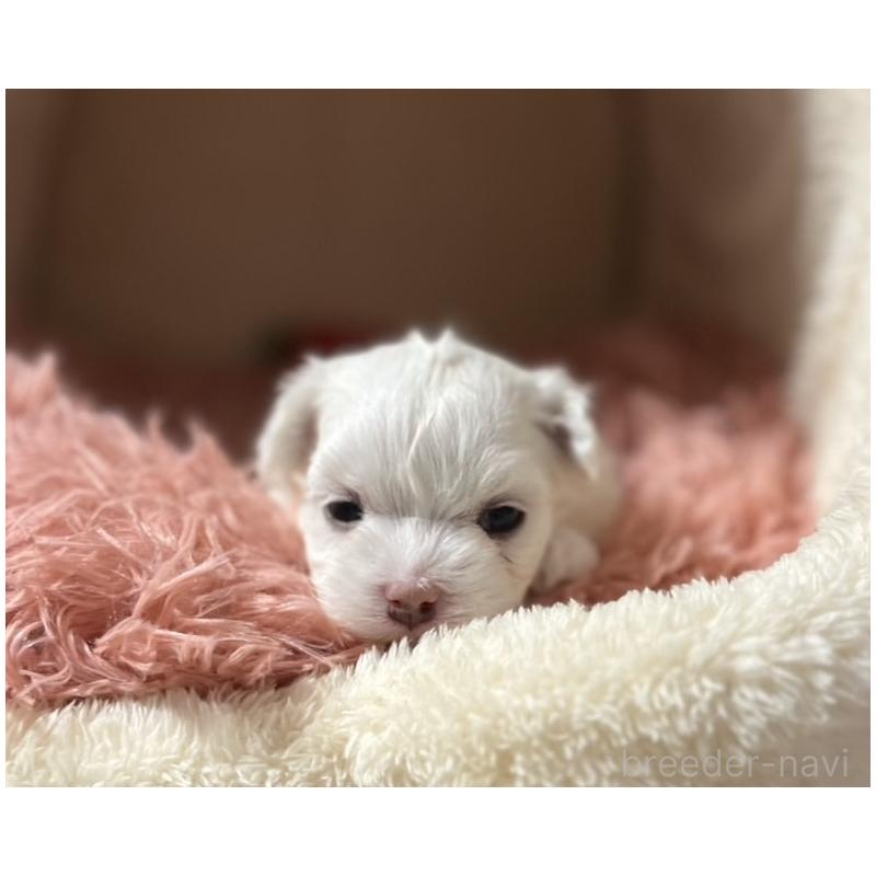 販売中の岩手県のマルチーズ-440071の4枚目