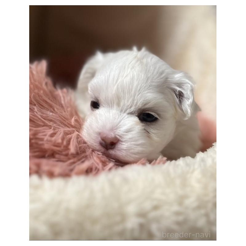 販売中の岩手県のマルチーズ-440071の3枚目