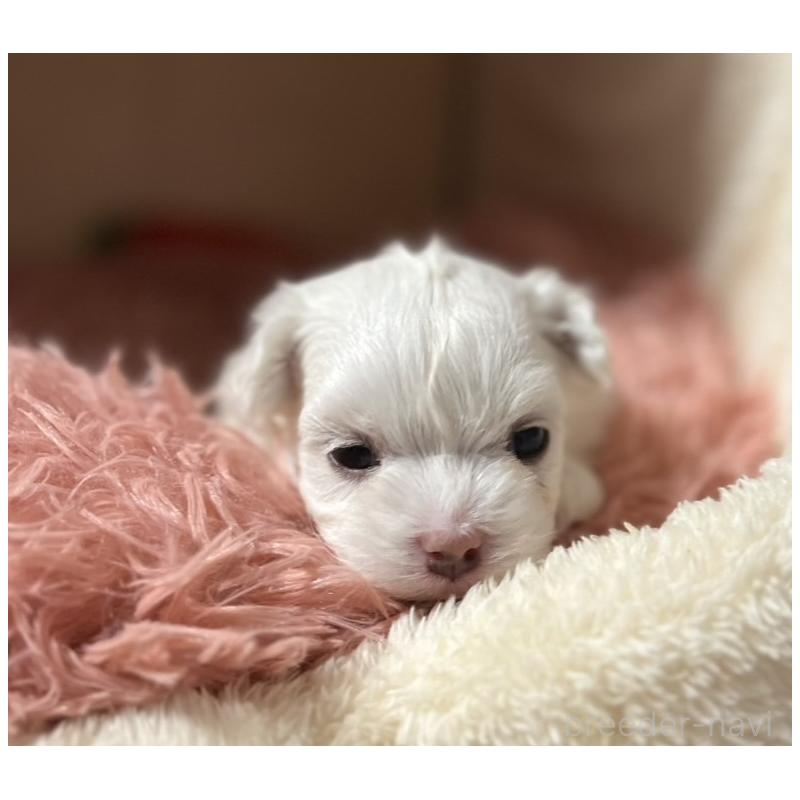 販売中の岩手県のマルチーズ-440071の2枚目