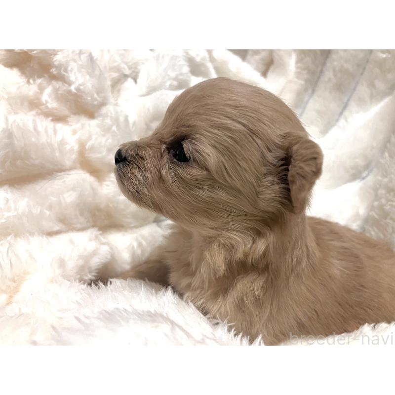 販売中の静岡県のポメプー:ポメラニアン×トイプードル-440101の2枚目