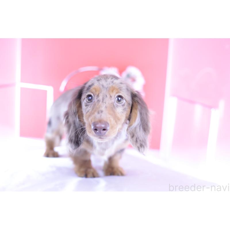 販売中の愛知県のカニンヘンダックスフンド(ロングヘアード)-403757の13枚目