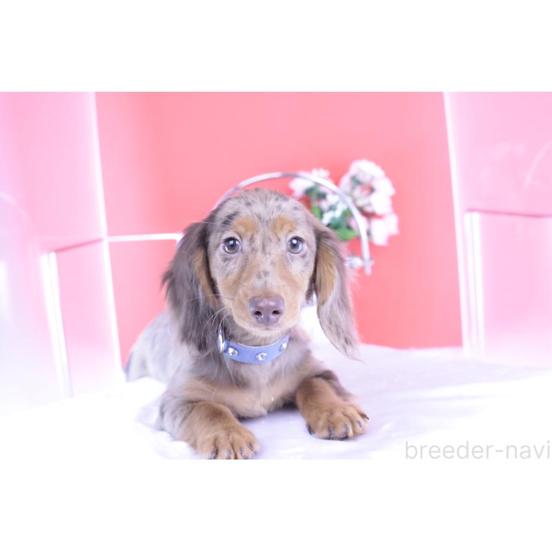 販売中の愛知県のカニンヘンダックスフンド(ロングヘアード)-403757の11枚目