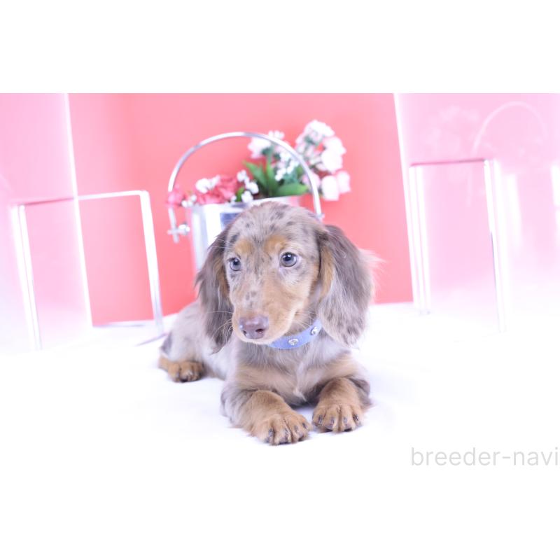 販売中の愛知県のカニンヘンダックスフンド(ロングヘアード)-403757の8枚目