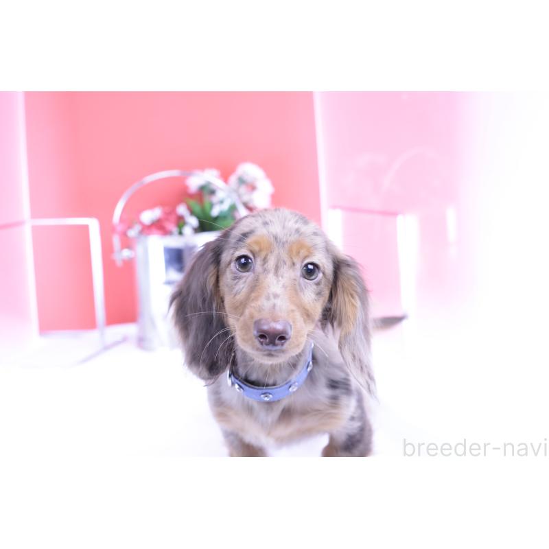 販売中の愛知県のカニンヘンダックスフンド(ロングヘアード)-403757の2枚目