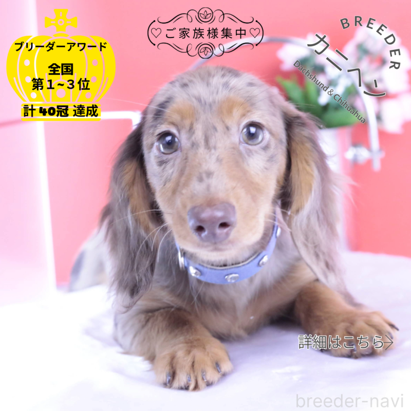 販売中の愛知県のカニンヘンダックスフンド(ロングヘアード)-403757の1枚目