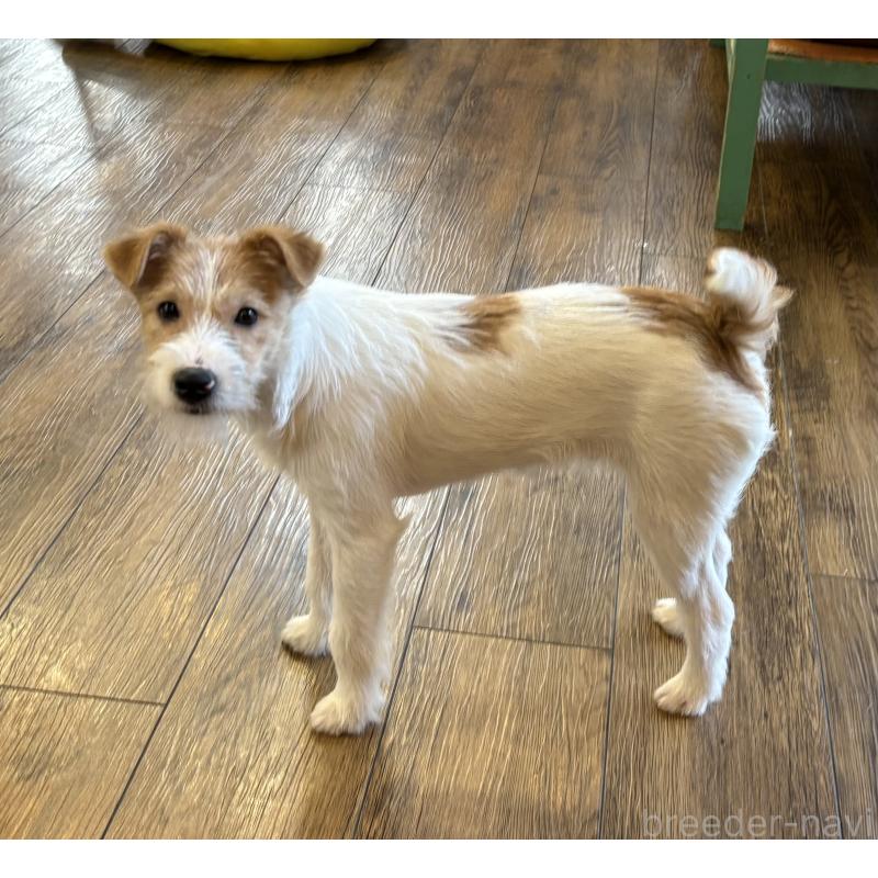 販売中の京都府のジャックラッセルテリア-440072の3枚目