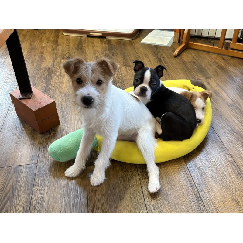 販売中の京都府のジャックラッセルテリア-440072の2枚目