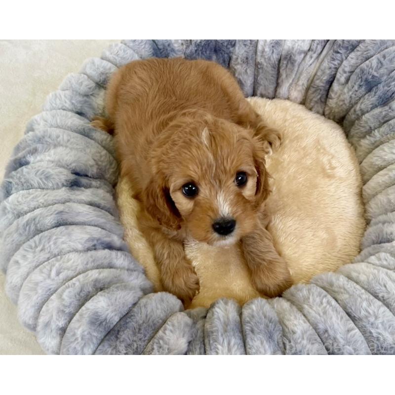 販売中の福岡県のキャバプー:キャバリア×トイプードル-431060の16枚目