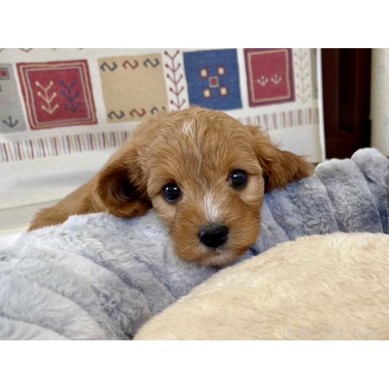 販売中の福岡県のキャバプー:キャバリア×トイプードル-431060の15枚目