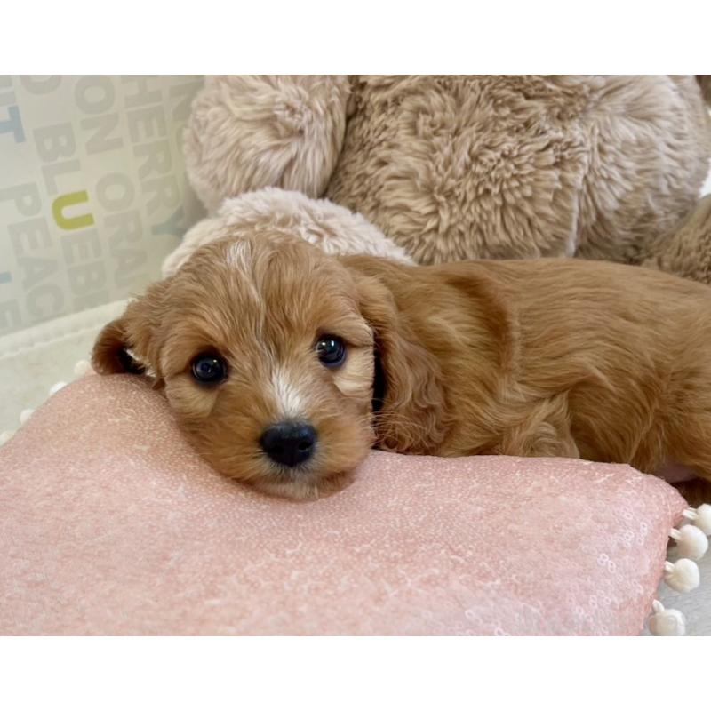 販売中の福岡県のキャバプー:キャバリア×トイプードル-431060の14枚目