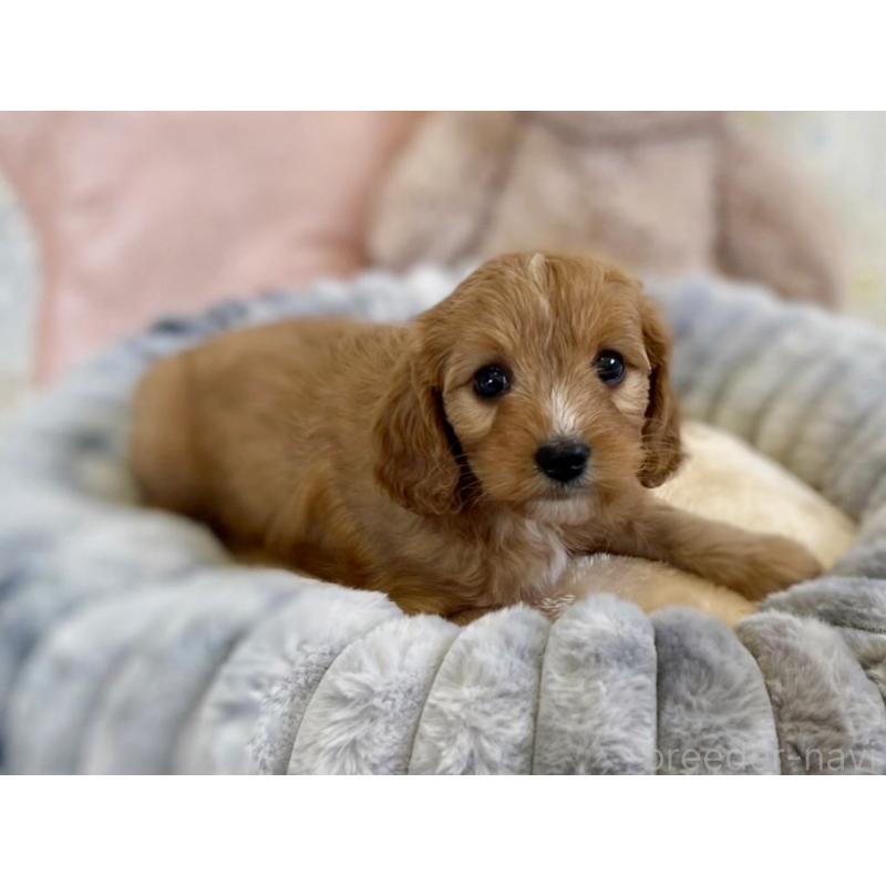 販売中の福岡県のキャバプー:キャバリア×トイプードル-431060の13枚目