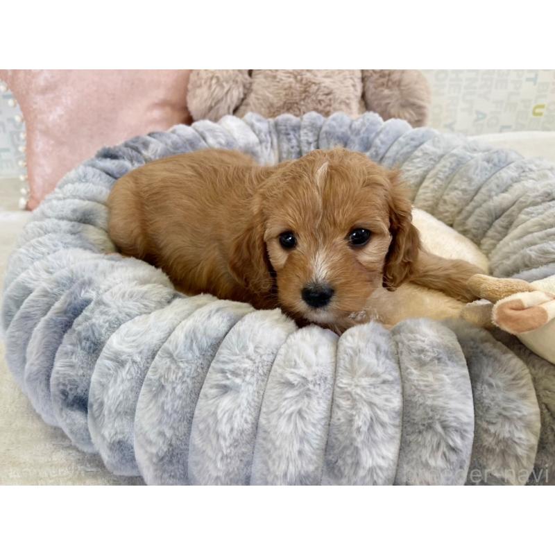 販売中の福岡県のキャバプー:キャバリア×トイプードル-431060の12枚目