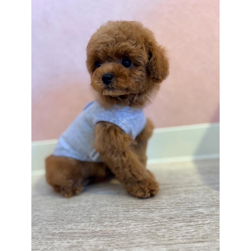 販売中の山形県のトイプードル-434132の4枚目