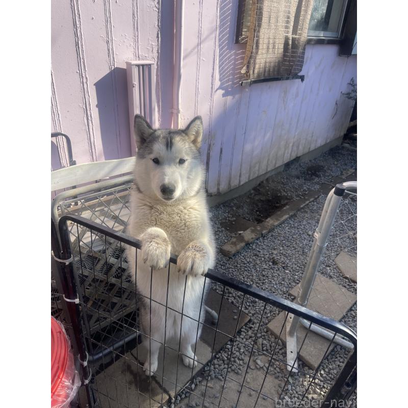 販売中の埼玉県のシベリアンハスキー-440073の4枚目
