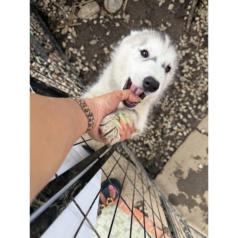 販売中の埼玉県のシベリアンハスキー-440073の3枚目