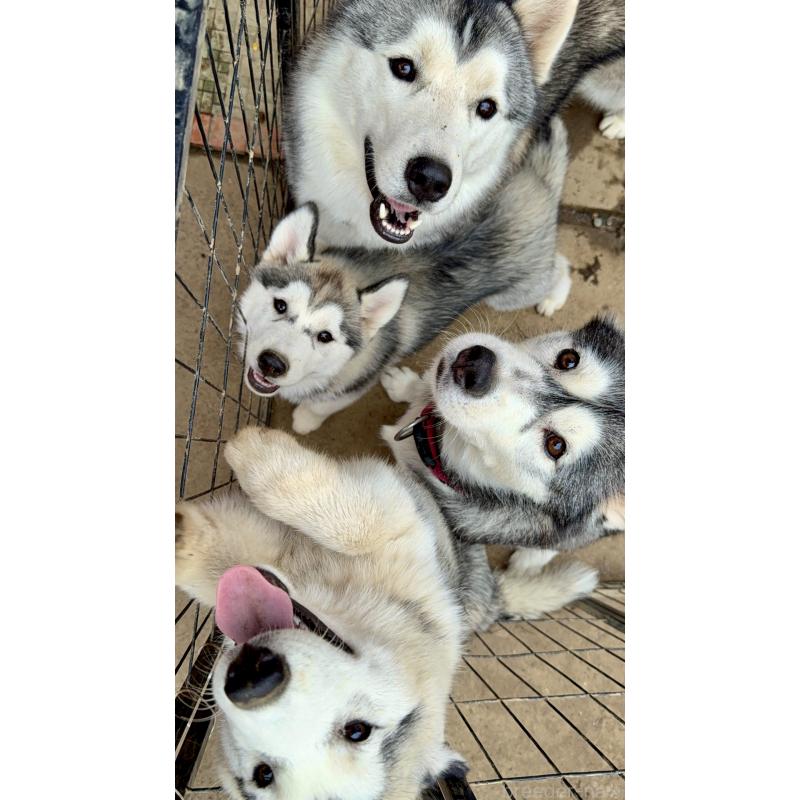 販売中の埼玉県のシベリアンハスキー-440073の2枚目