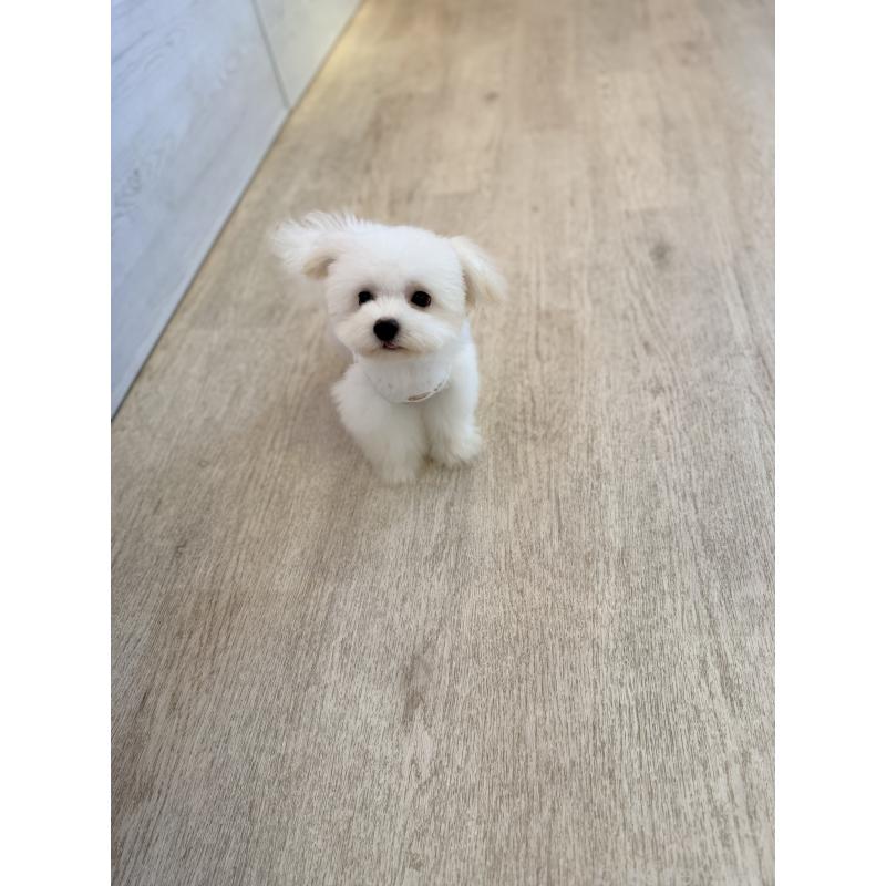 販売中の山形県のチワマル:チワワ×マルチーズ-422371の5枚目