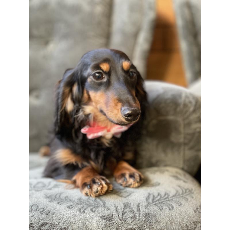 販売中の埼玉県のカニンヘンダックスフンド(ロングヘアード)-407549の4枚目