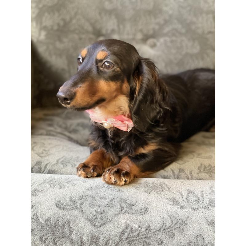 販売中の埼玉県のカニンヘンダックスフンド(ロングヘアード)-407549の2枚目