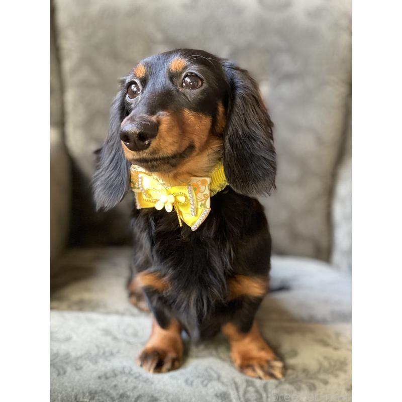 成約済の埼玉県のカニンヘンダックスフンド(ロングヘアード)-407551の5枚目