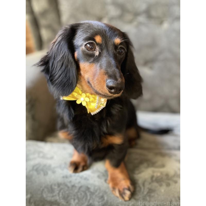 成約済の埼玉県のカニンヘンダックスフンド(ロングヘアード)-407551の4枚目