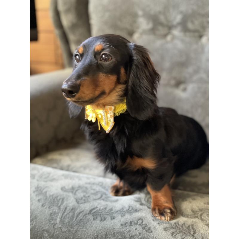 成約済の埼玉県のカニンヘンダックスフンド(ロングヘアード)-407551の3枚目