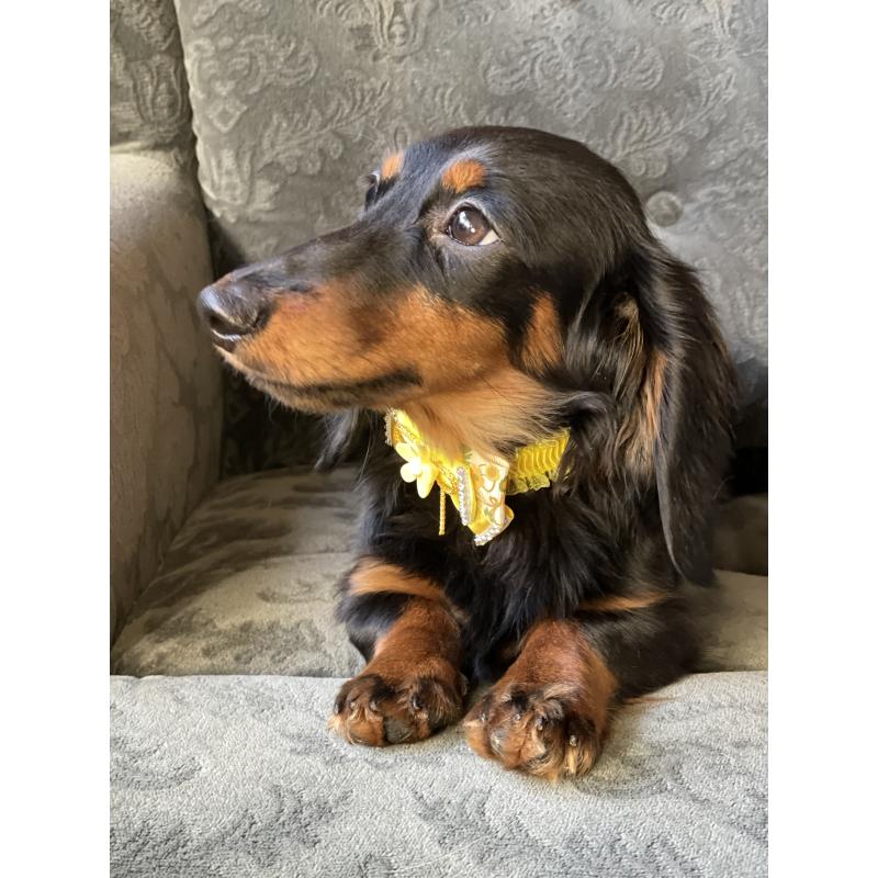 成約済の埼玉県のカニンヘンダックスフンド(ロングヘアード)-407551の2枚目