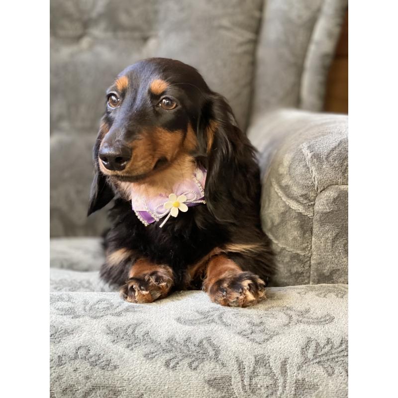 成約済の埼玉県のカニンヘンダックスフンド(ロングヘアード)-407548の5枚目