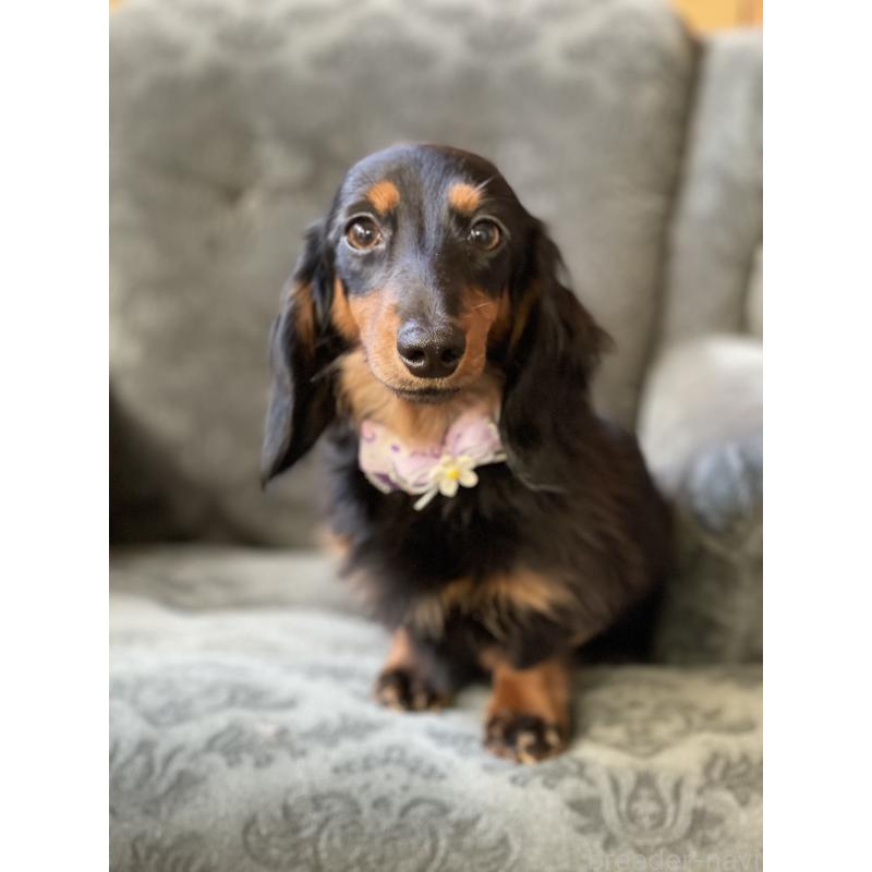 成約済の埼玉県のカニンヘンダックスフンド(ロングヘアード)-407548の4枚目