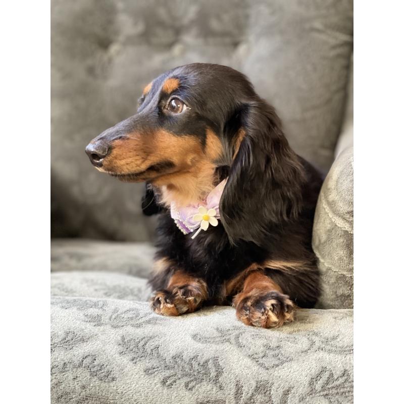 成約済の埼玉県のカニンヘンダックスフンド(ロングヘアード)-407548の3枚目