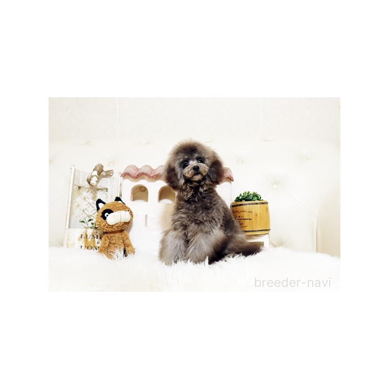 販売中の佐賀県のトイプードル-440075の5枚目