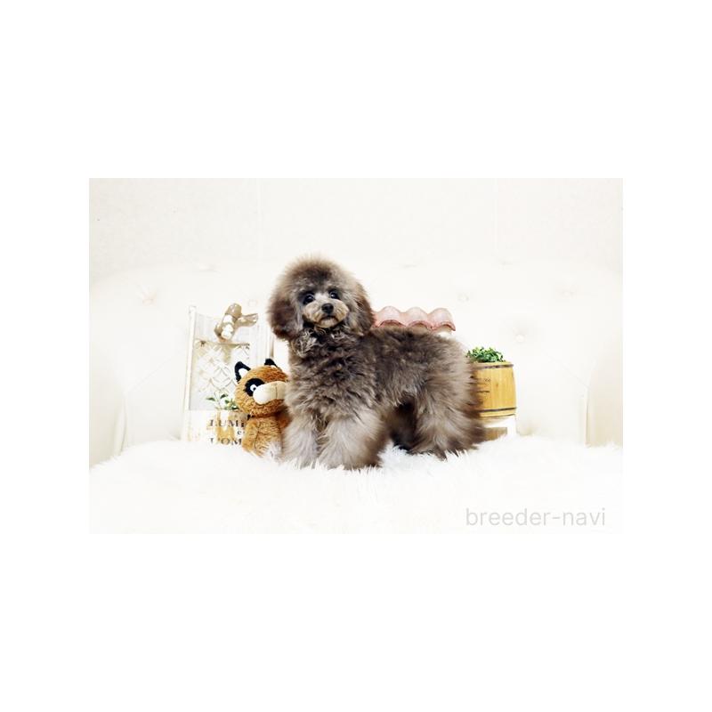 販売中の佐賀県のトイプードル-440075の4枚目