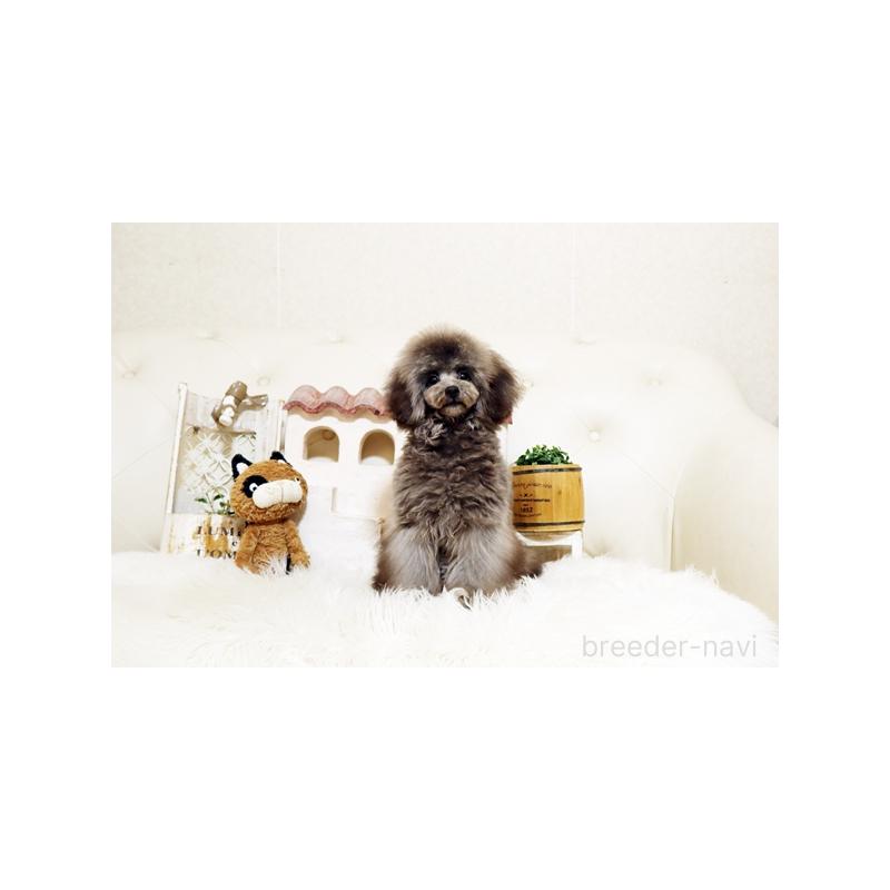 販売中の佐賀県のトイプードル-440075の3枚目