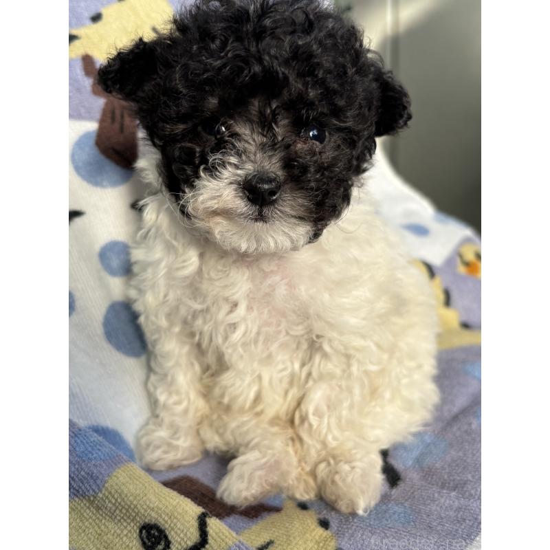 販売中の茨城県のティーカッププードル-433102