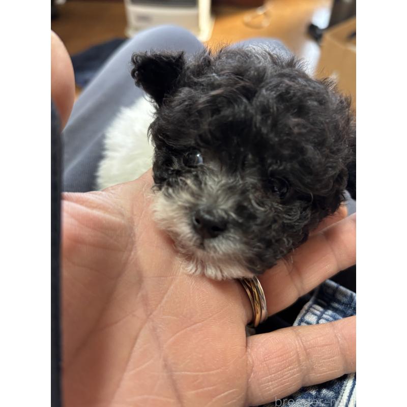 販売中の茨城県のティーカッププードル-433102の3枚目