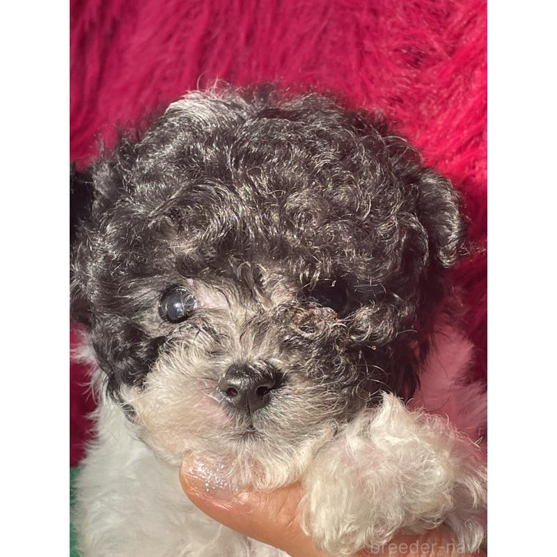 販売中の茨城県のティーカッププードル-433102の2枚目