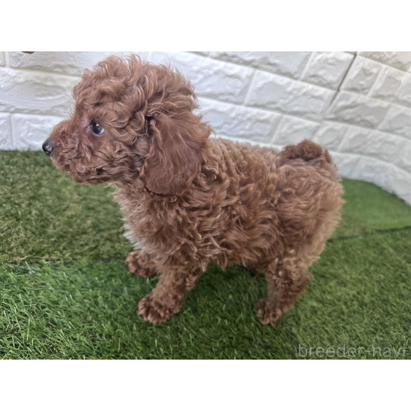 販売中の岡山県のタイニープードル-440186の4枚目