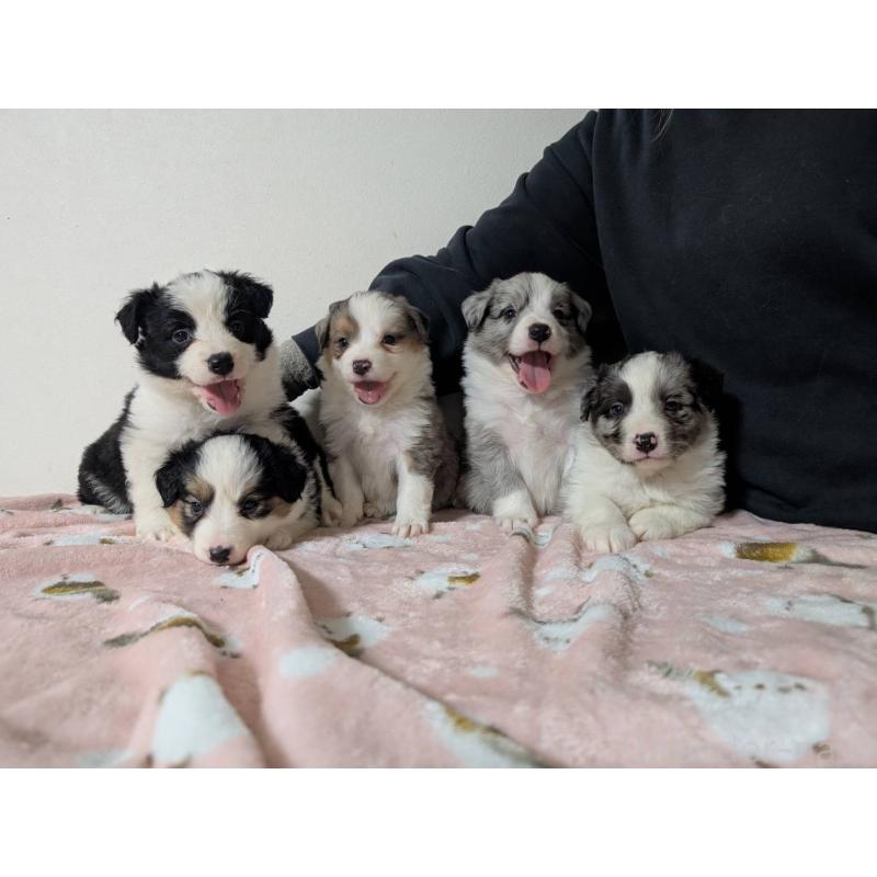 販売中の岡山県のボーダーコリー-436427