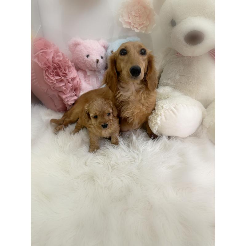 販売中の香川県のダップー:ミニチュアダックスフンド×トイプードル-440187の6枚目