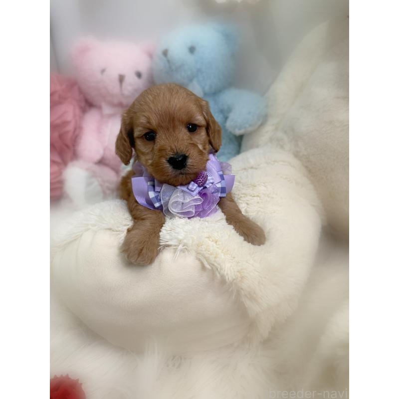 販売中の香川県のダップー:ミニチュアダックスフンド×トイプードル-440187の3枚目