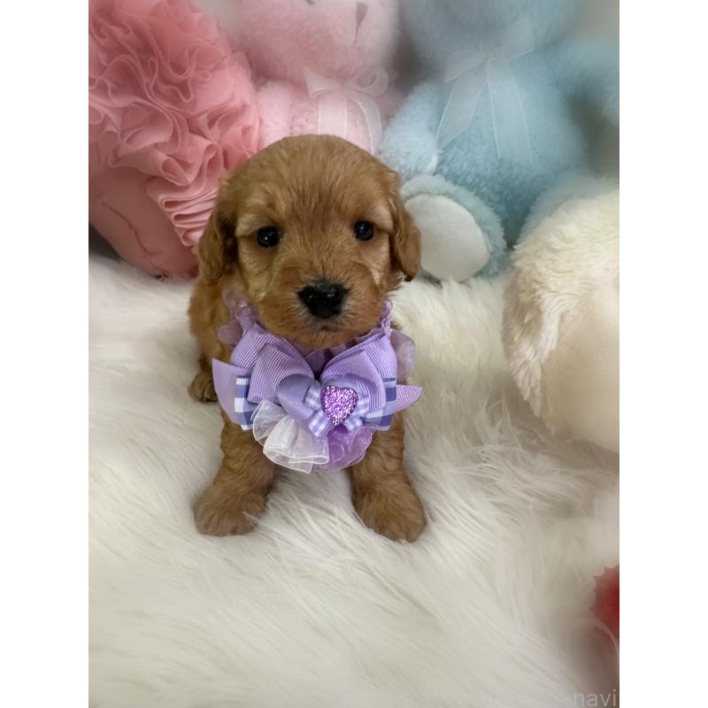 販売中の香川県のダップー:ミニチュアダックスフンド×トイプードル-440187の2枚目