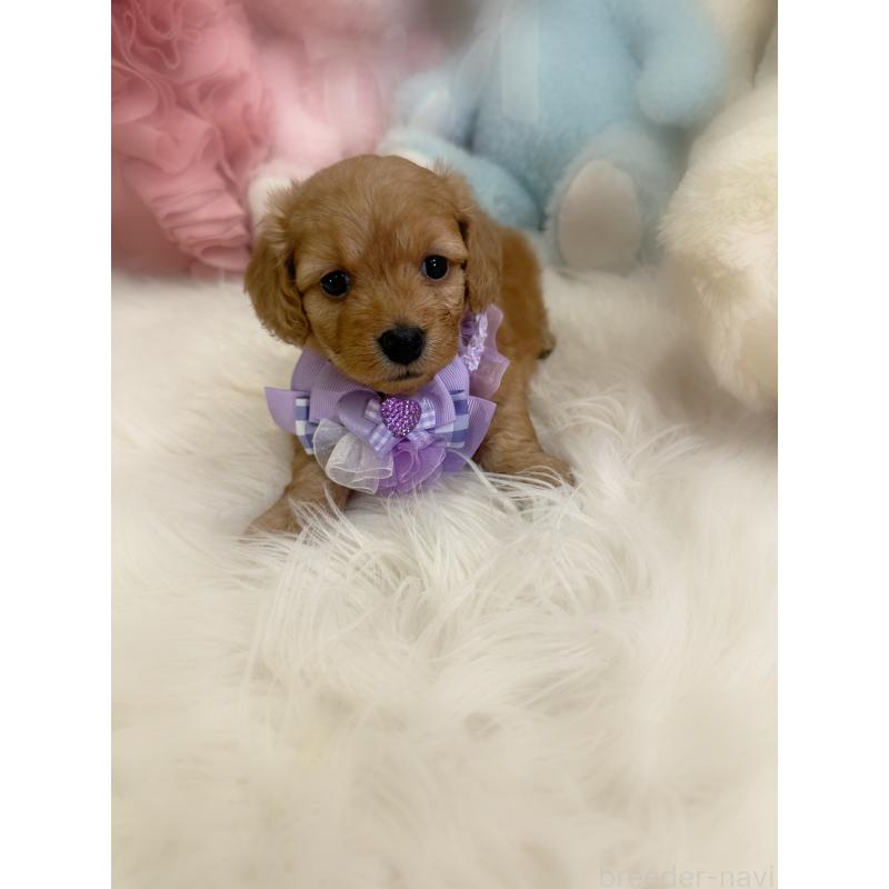 販売中の香川県のダップー:ミニチュアダックスフンド×トイプードル-440188の4枚目