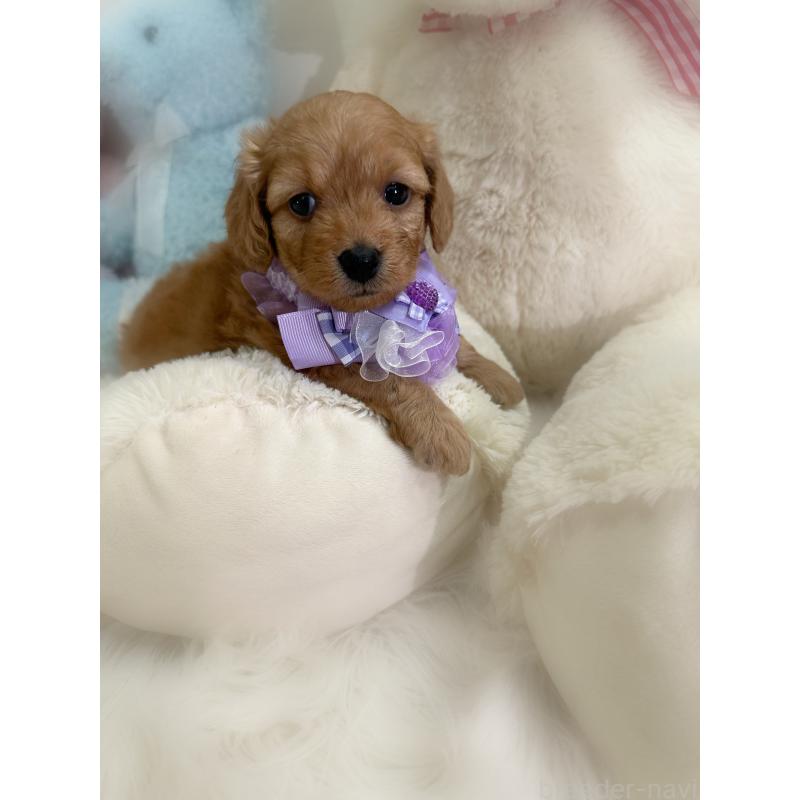 販売中の香川県のダップー:ミニチュアダックスフンド×トイプードル-440188の3枚目